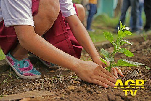 Axa, piantiamo...gli alberi