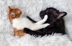 San Valentino 2018...con il tuo cucciolo