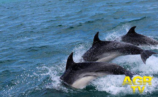 Il progetto Delfini Guardiani anche alle Eolie, Egadi, La Maddalena e Palau