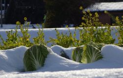 Emergenza ghiaccio, creata task force per aziende agricole