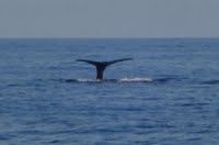 Grandi cetacei nel Santuario Pelagos: formazione sulle modalità di intervento in caso di impigliamento
