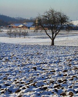 Burian, danni all'agricoltura, a rischio anche la mimosa per l'8 marzo