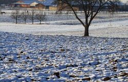Burian, danni all'agricoltura, a rischio anche la mimosa per l'8 marzo