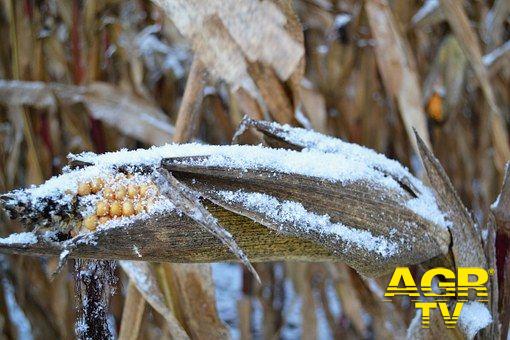 Burian, danni all'agricoltura, a rischio anche la mimosa per l'8 marzo