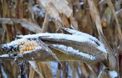 Burian, danni all'agricoltura, a rischio anche la mimosa per l'8 marzo