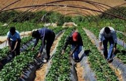 braccianti agricoli stranieri
