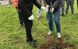 Ostia piantati cento alberi