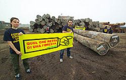 Greenpeace: Italia tra i paesi UE che coprono il commercio illegale di legno