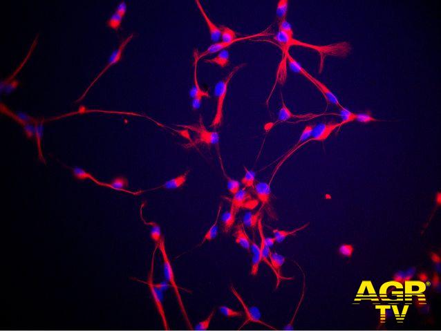 Le cellule staminali neurali sono responsabili della produzione di nuovi neuroni nel cervello adulto