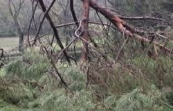 IX Municipio, dov'è la manutenzione dei giardini?