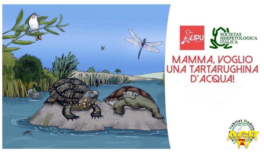 Mamma...voglio una tartarughina d'acqua