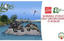 Mamma...voglio una tartarughina d'acqua