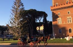 La seconda vita di...Spelacchio