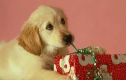 Cani, gatti e… primavera: come vivere in sicurezza la bella stagione?