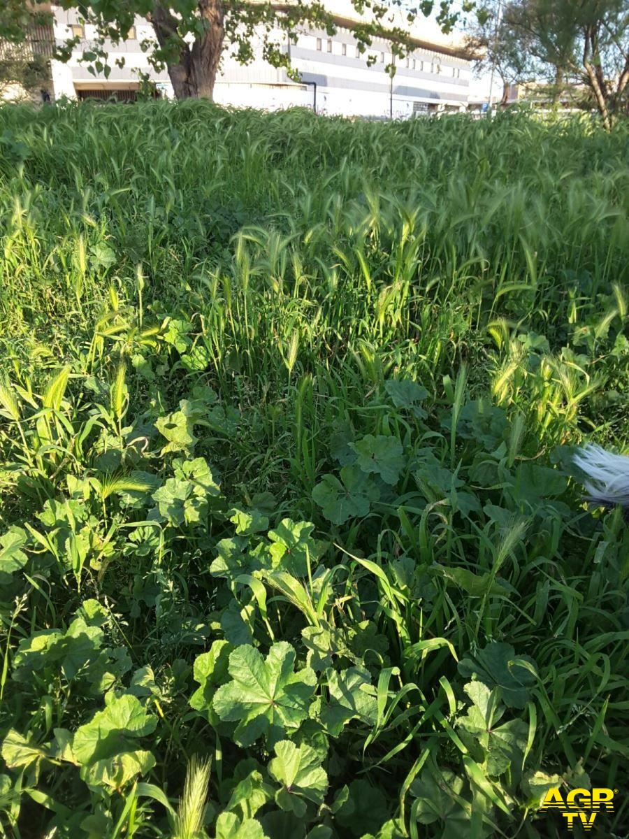 Ostia, parchi e giardini nel degrado Ostia, parchi e giardini nel degrado