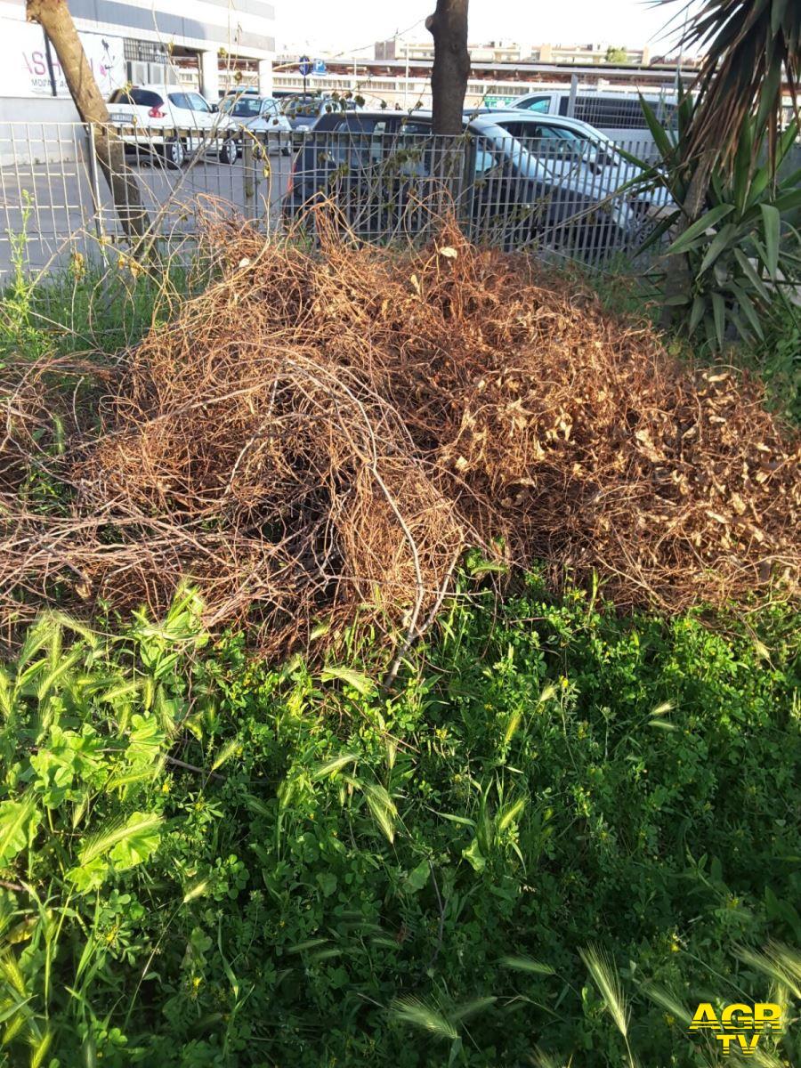 Ostia, parchi e giardini nel degrado Ostia, parchi e giardini nel degrado