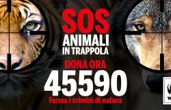 WWF, lotta al bracconaggio nel mondo