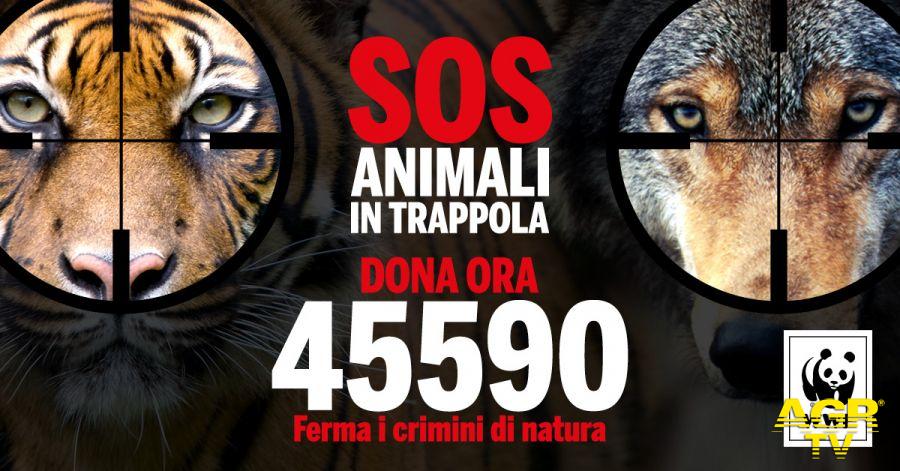 SOS animali in trappola