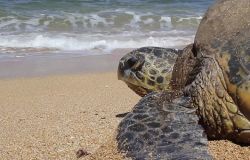 Anzio, due tartarughe restituite al mare