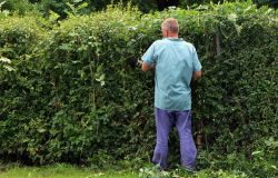 Eur, prosegue l'emergenza giardini