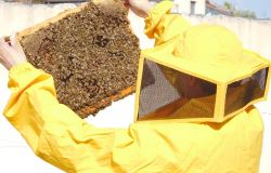 Roma, le api sentinelle dell'ambiente