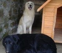 Bracciano, in piazza per l'adozione di cani&gatti Bracciano, in piazza per l'adozione di cani&gatti