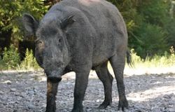 La Regione Lazio apre da oggi la caccia ai cinghiali nelle riserve, l'OIPA rivendica l'illegittimità costituzionale della norma