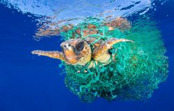 WWF, Mediterraneo mare in trappola per la plastica