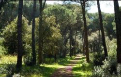 Ostia, una proposta per Castelfusano