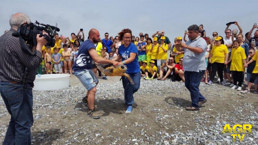 Lecce, Plastic free celebra la Giornata mondiale delle tartarughe, liberando quattro esemplari