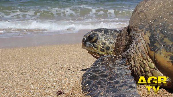 Anzio, mercoledì 8 agosto due tartarughe marine verranno liberate