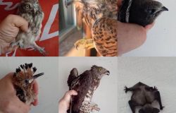 Lipu, salvati in due mesi 400 animali