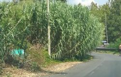 Ostia, via dei pescatori tra canneti e frasche