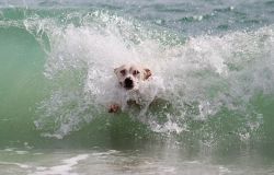 Ostia, il bau beach resta uguale...