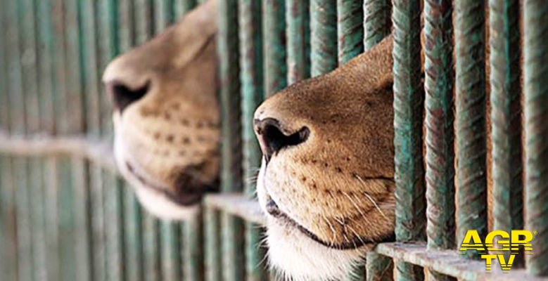 Ostia, no all'uso degli animali nei circhi