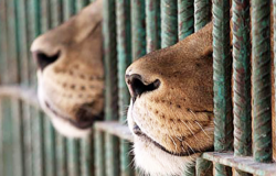 Ostia, no all'uso degli animali nei circhi