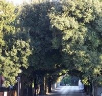 Ritornano le piante in corso Regina Maria Pia Ritornano le piante in corso Regina Maria Pia