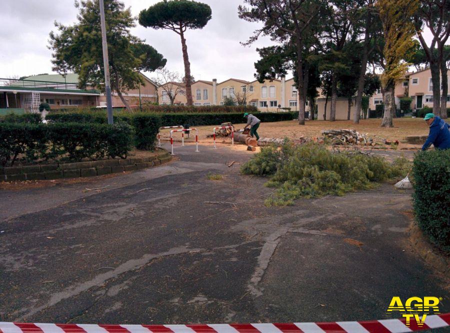 Municipio X, pericolo...caduta rami Municipio X, pericolo...caduta rami