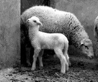 A Pasqua, i romani rinunciano all’abbacchio A Pasqua, i romani rinunciano all’abbacchio