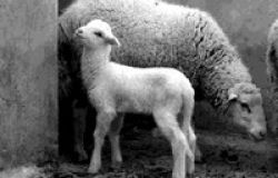 A Pasqua, i romani rinunciano all’abbacchio