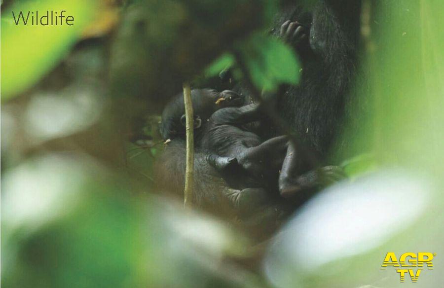 Centroafrica, festa grande nella riserva del WWF per la nascita di un gorilla