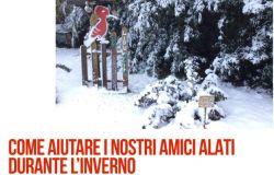 Ostia, alla Lipu le istruzioni per dare da mangiare agli uccelli